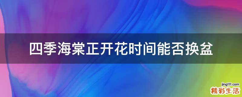 四季海棠正开花时间能否换盆