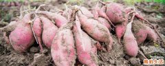 红薯冻了以后还可以吃吗 红薯冻了为什么煮不软