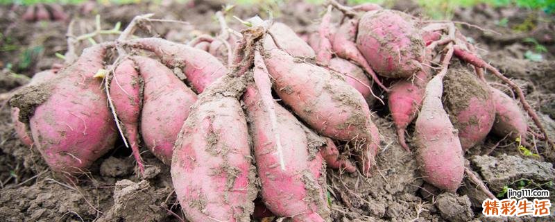 红薯冻了以后还可以吃吗 红薯冻了为什么煮不软