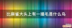 比麻雀大头上有一撮毛是什么鸟