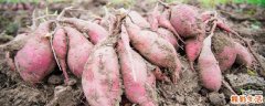 红薯属于粗粮还是细粮 吃红薯可以减肥吗
