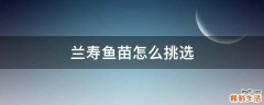 兰寿鱼苗怎么挑选