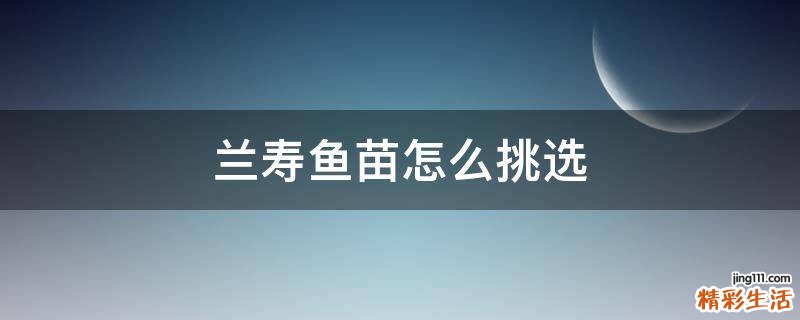 兰寿鱼苗怎么挑选