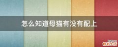 怎么知道母猫有没有配上