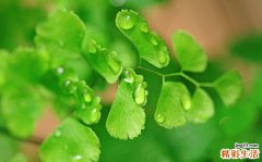 2 秋季进补好时节 吃什么美容养颜