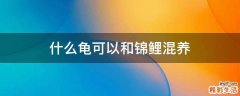 什么龟可以和锦鲤混养