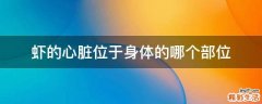 虾的心脏位于身体的哪个部位