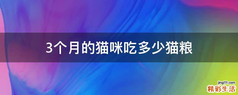 3个月的猫咪吃多少猫粮