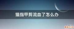 猫指甲剪流血了怎么办