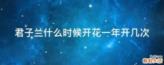 君子兰什么时候开花一年开几次