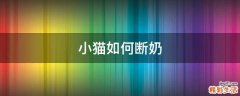 小猫如何断奶