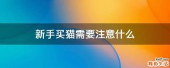 新手买猫需要注意什么