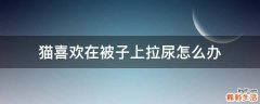猫喜欢在被子上拉尿怎么办