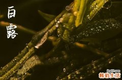 2023年白露在什么时间几点几分几秒钟