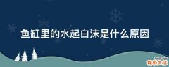 鱼缸里的水起白沫是什么原因
