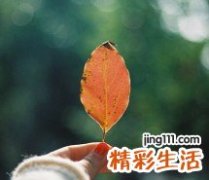 牛角藓