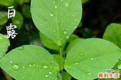 2023年白露时间几点几分几秒 2023白露是哪一天的什么时候