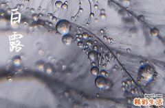 2023白露是几月几日 2023年白露什么时候