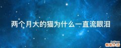 两个月大的猫为什么一直流眼泪