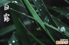 白露节气农事活动 2023白露节气能种什么菜