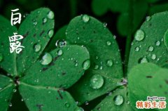 白露节气农作物特点 2023白露节气能种香菜吗