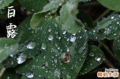 白露节气种植什么农作物 2023白露节气可以种什么菜