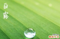 2023年白露能种什么蔬菜 2023年白露这三个蔬菜一定要种