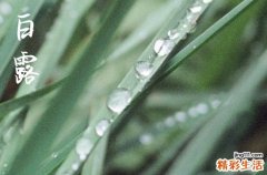 2023年白露应该注意什么 2023年白露试着种下这两个宝贝