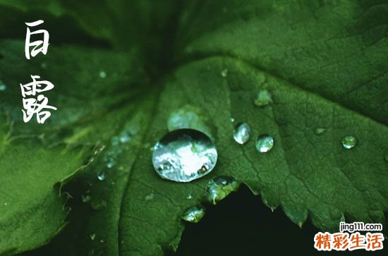 白露秋燥吃什么 2023年白露是什么时候