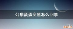 公猫蛋蛋变黑怎么回事