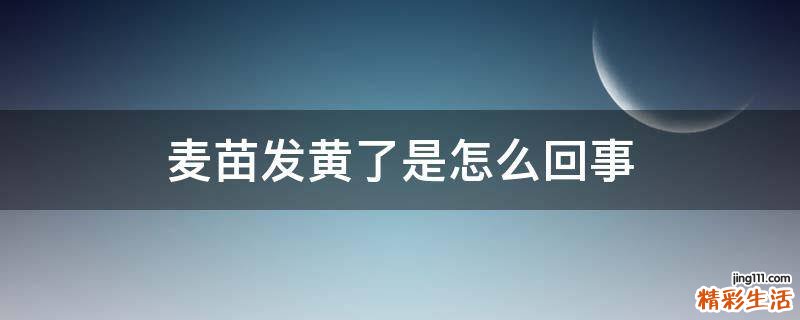 麦苗发黄了是怎么回事