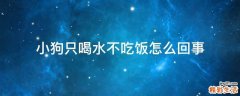 小狗只喝水不吃饭怎么回事