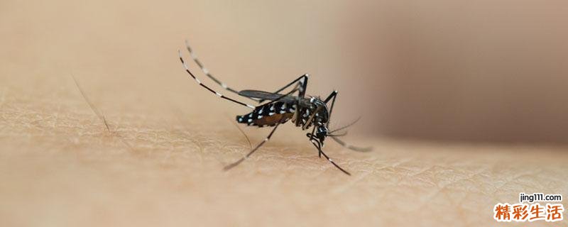 蚊子咬了大蒜可以止痒吗 蚊子咬了怎么消肿止痒最快