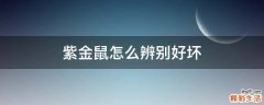 紫金鼠怎么辨别好坏