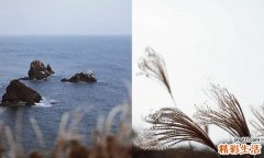 杧果核