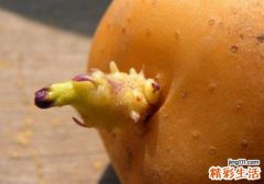 土豆中毒的症状