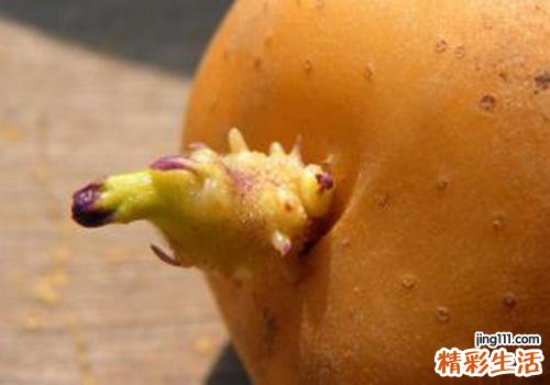 土豆中毒的症状
