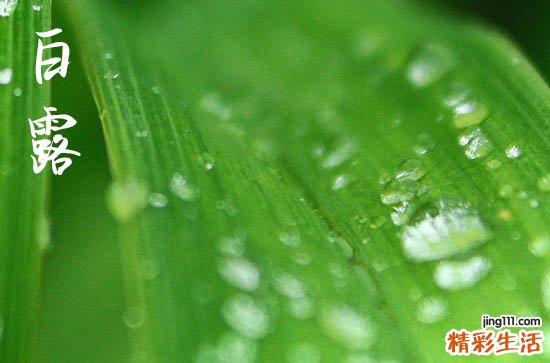 2023年白露是农历什么时候 全国各地白露有什么习俗