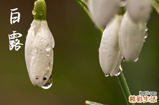 2023年白露吃什么养生 白露谚语