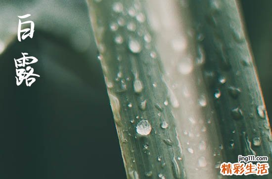 2023年白露是几月几号 2023年白露是哪一天