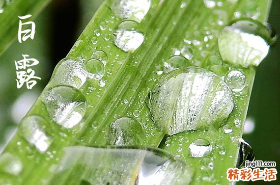 2023年白露是几月几号 2023年什么时候白露