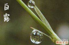 白露是几月几号2023年 2023年白露是几月几号几点