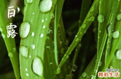 2023年白露适合吃什么传统食物 白露气候特点