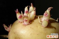 土豆发芽了怎么办