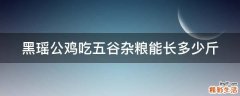 黑瑶公鸡吃五谷杂粮能长多少斤