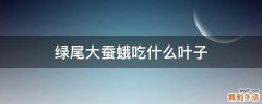 绿尾大蚕蛾吃什么叶子