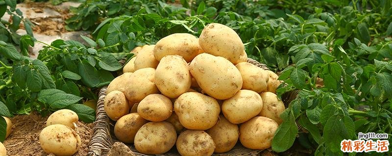 土豆可以放冰箱吗 土豆怎么保存好