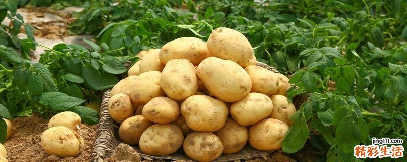 土豆发芽吃了会怎么样 土豆发芽如何吃不中毒