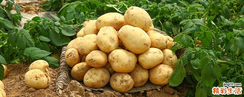 土豆可以放冰箱冷藏吗 土豆放冰箱一个月还能吃吗