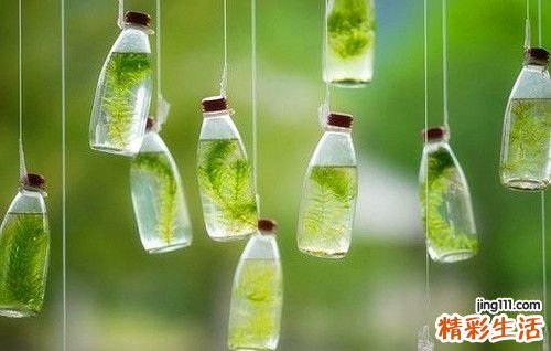 2 云锦杜鹃